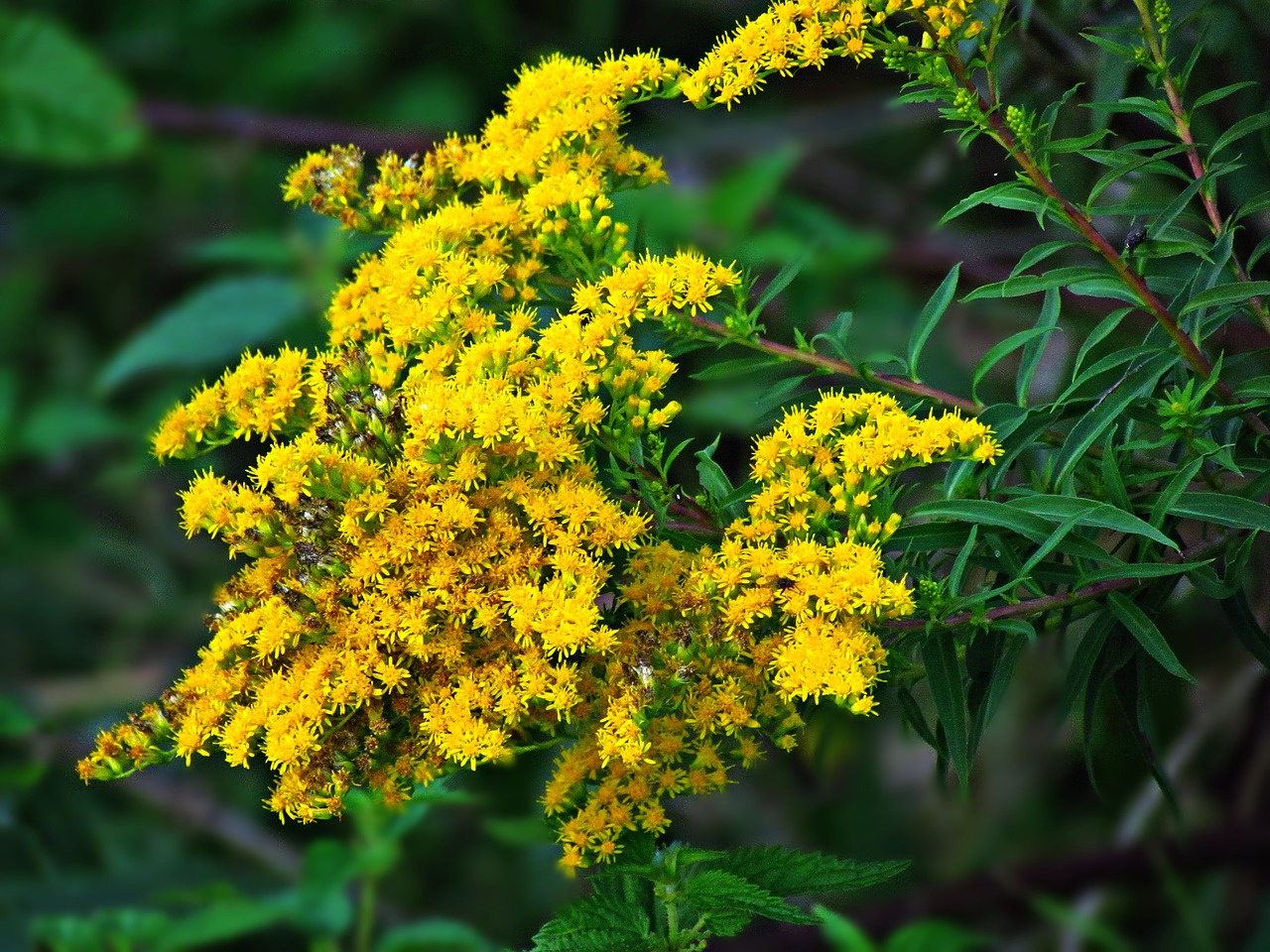 flowers flower yellow free photo