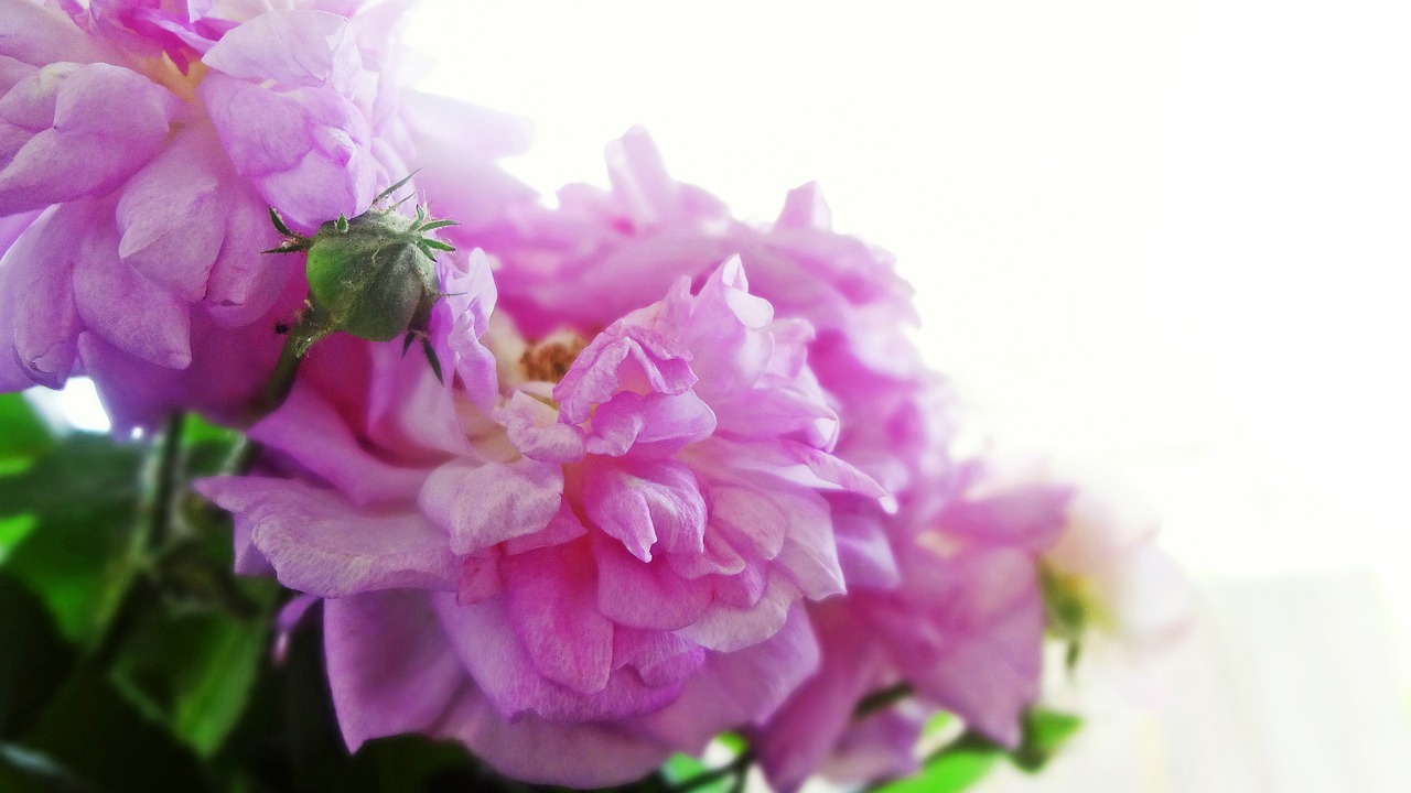 flowers pink bouquet free photo