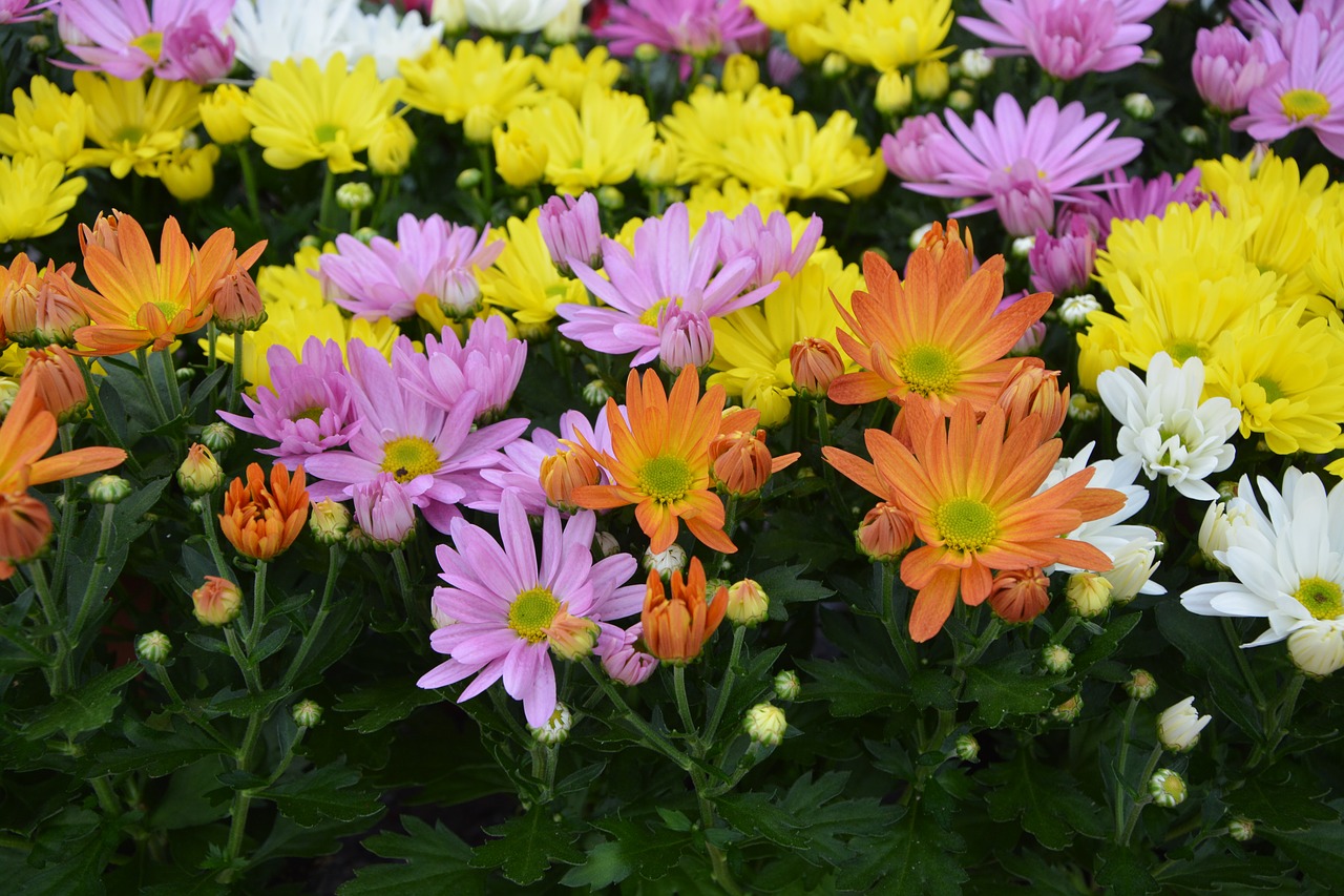 flowers daisies colors free photo