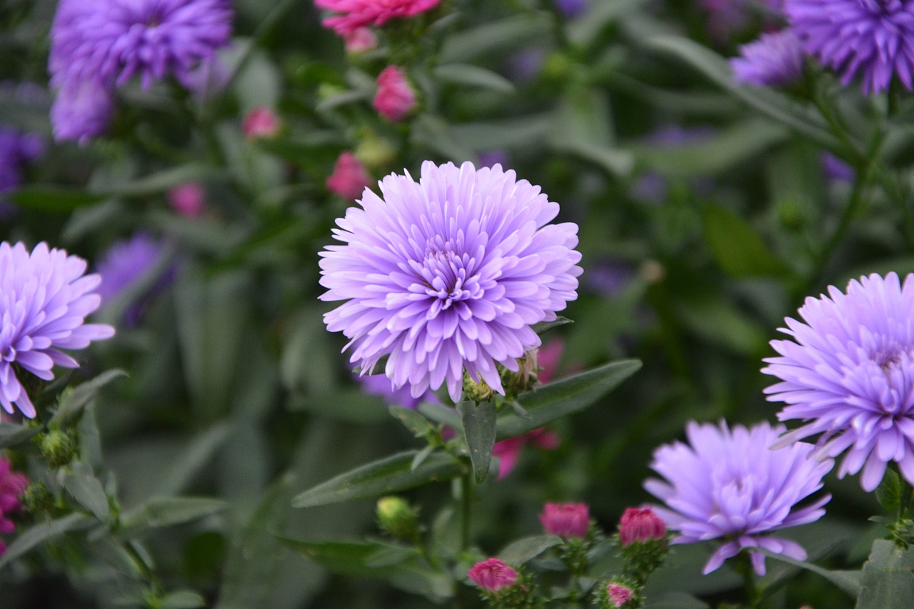 flowers violet purple free photo