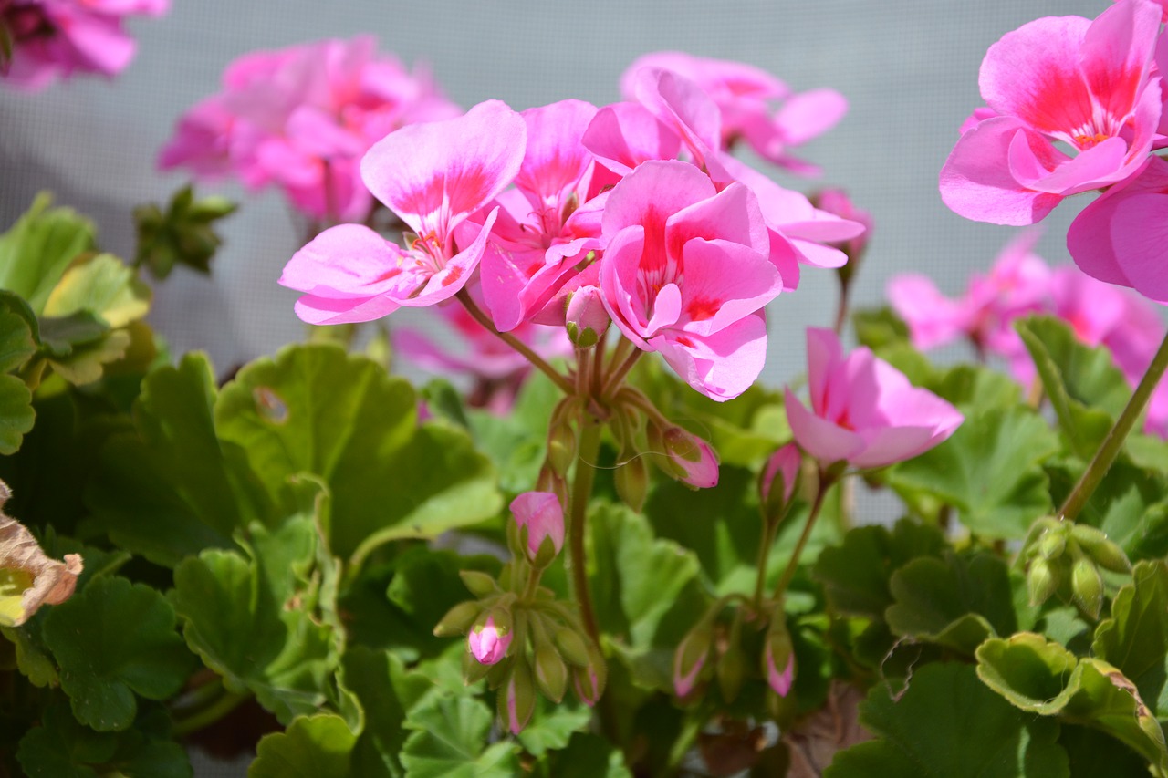 flowers color pink geranium free photo