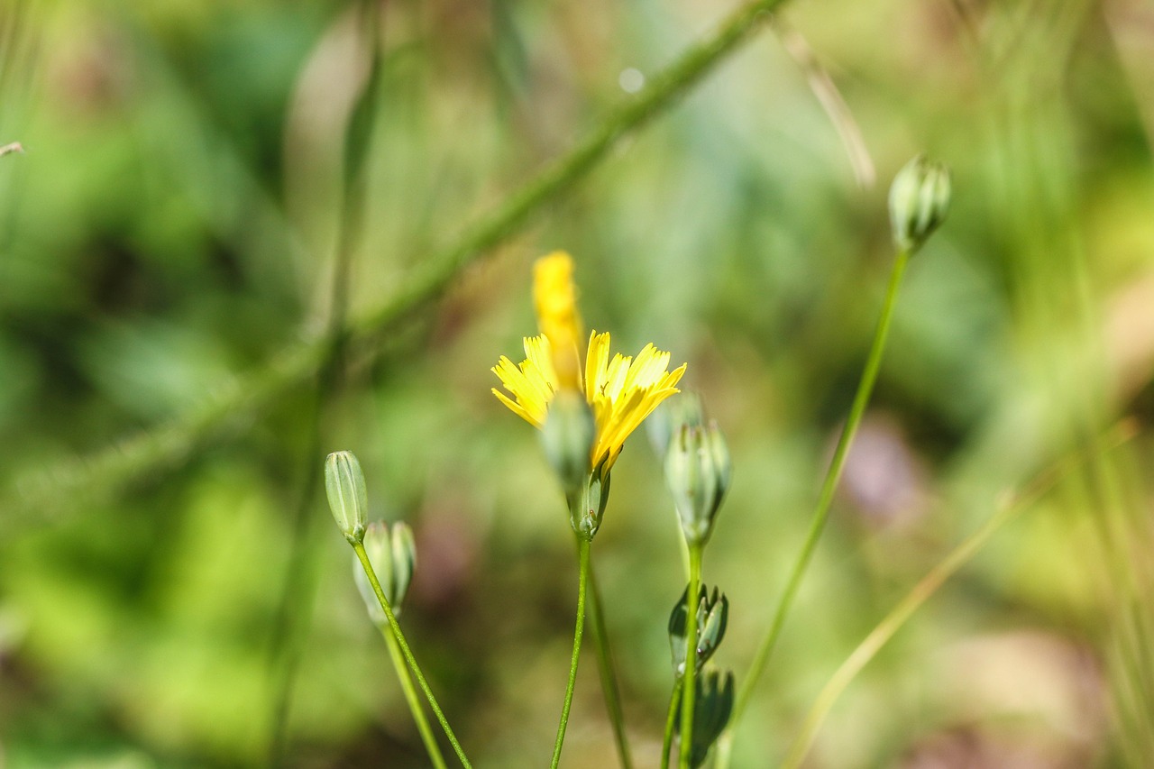 flowers wild flowers summer flowers free photo