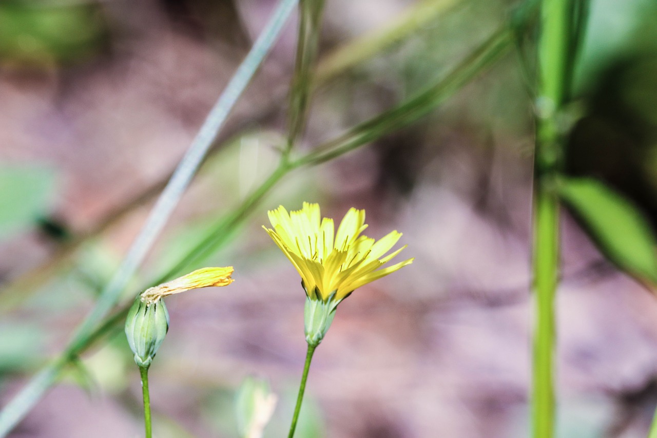 flowers wild flowers summer flowers free photo