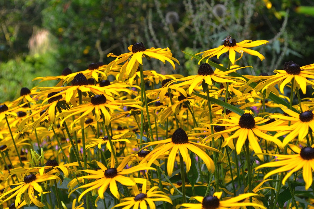 flowers yellow garden free photo