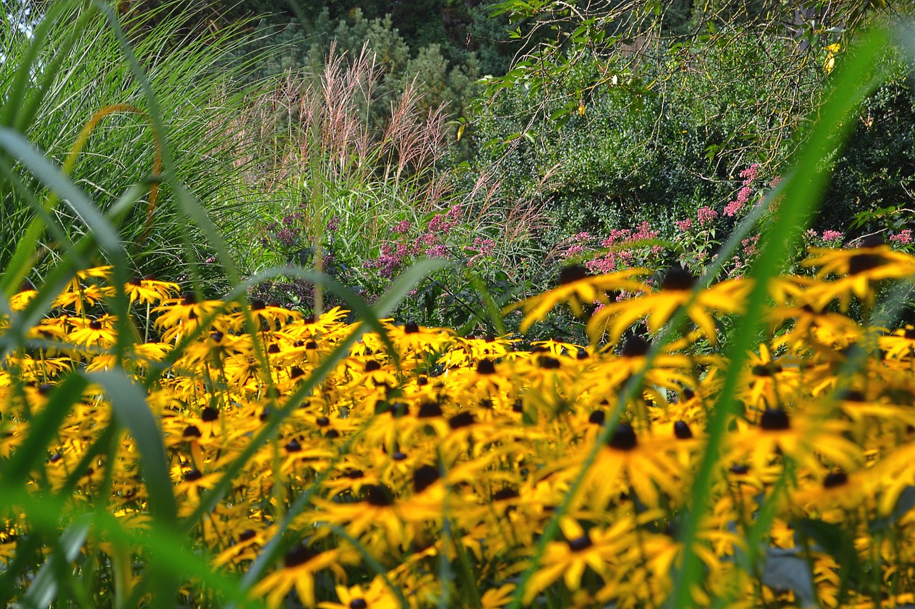 flowers yellow garden free photo