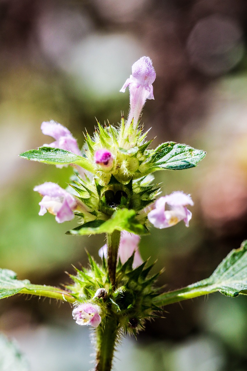 flowers wild flowers summer flowers free photo