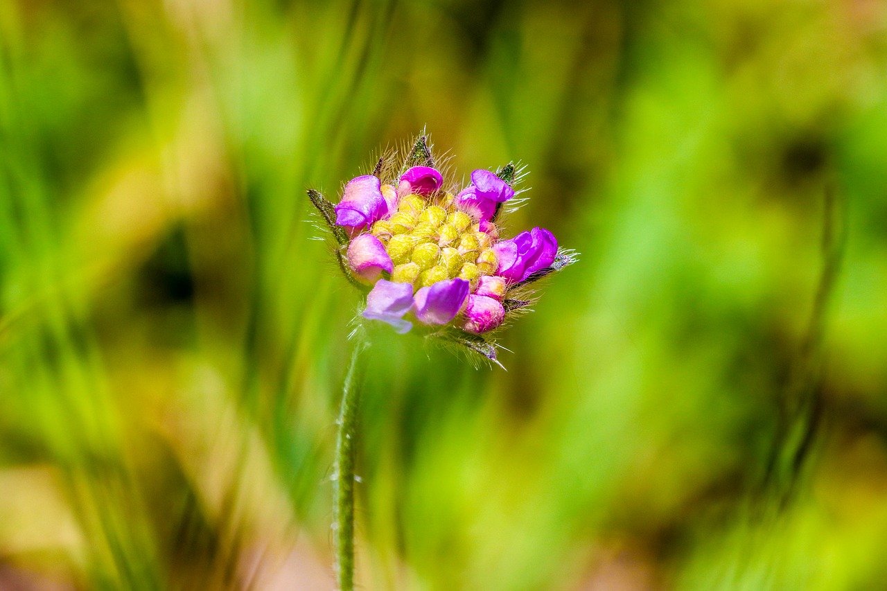 flowers wild flowers summer flowers free photo