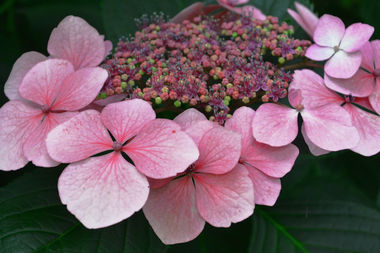 flowers pink garden free photo