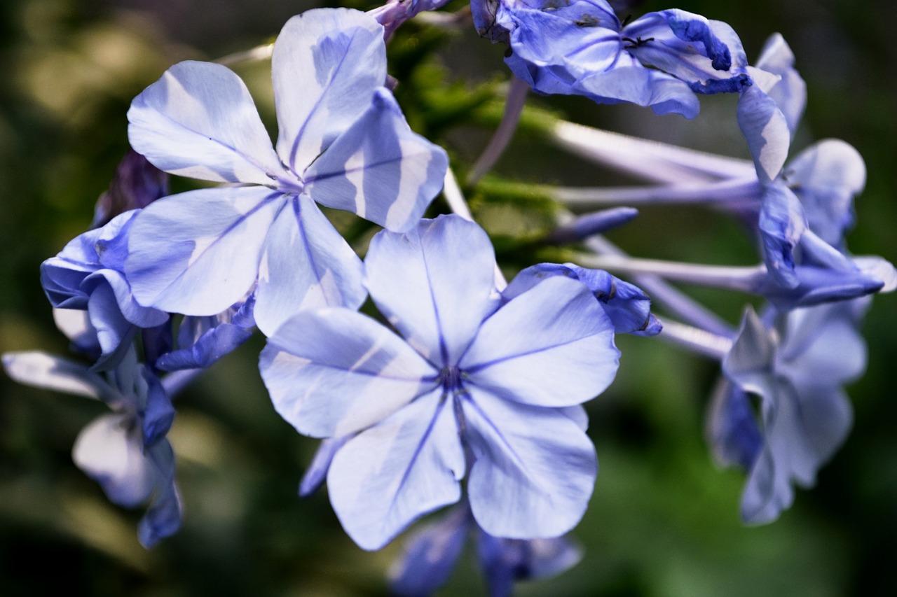 flowers purple flower free photo