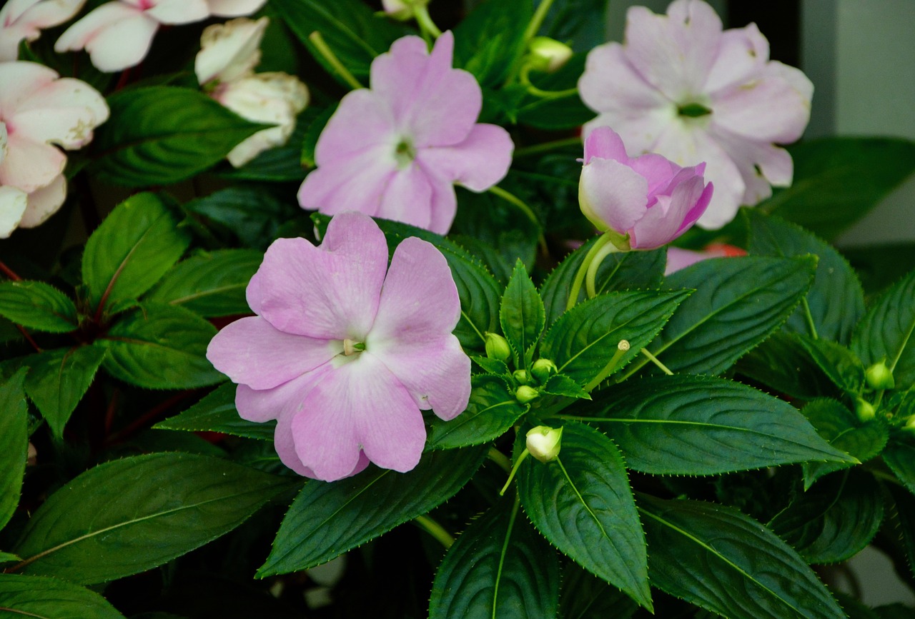flowers impatiens green leaves free photo