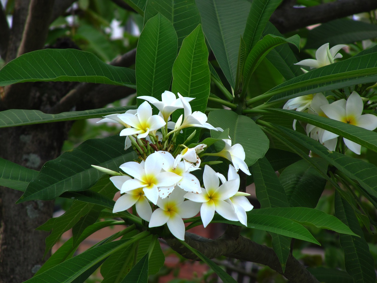 flowers green nature free photo