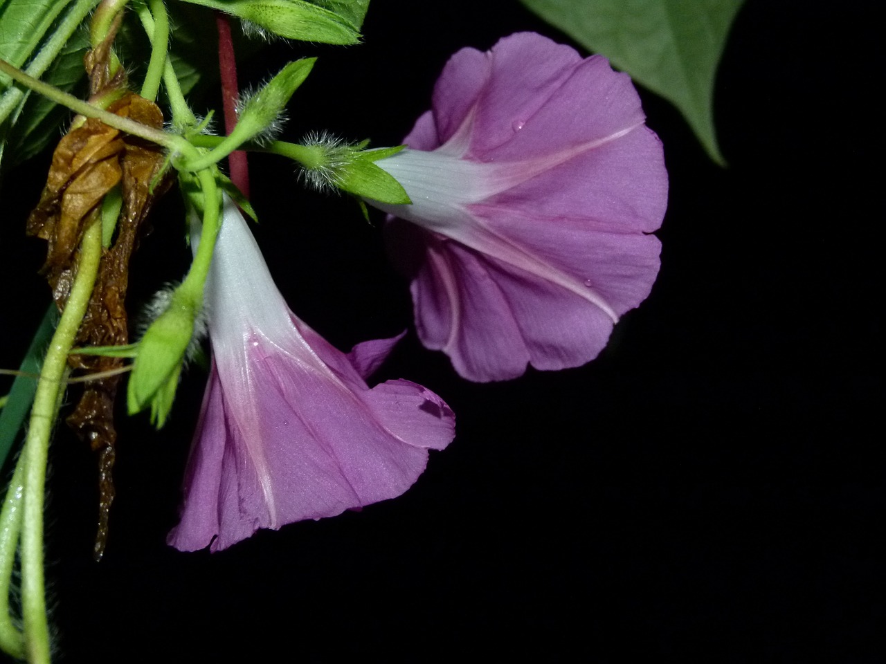 flowers morning glories free photo