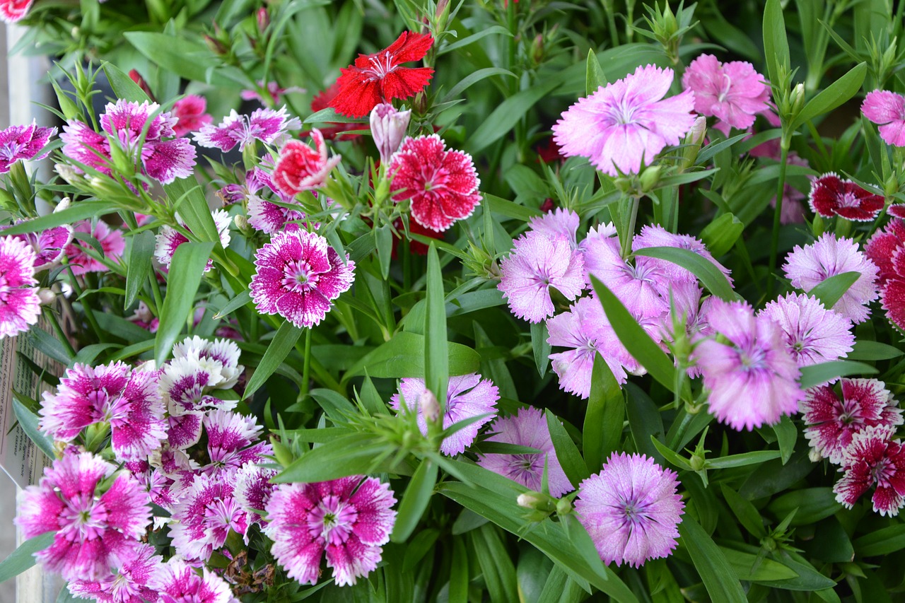 flowers eyelets colors parma free photo