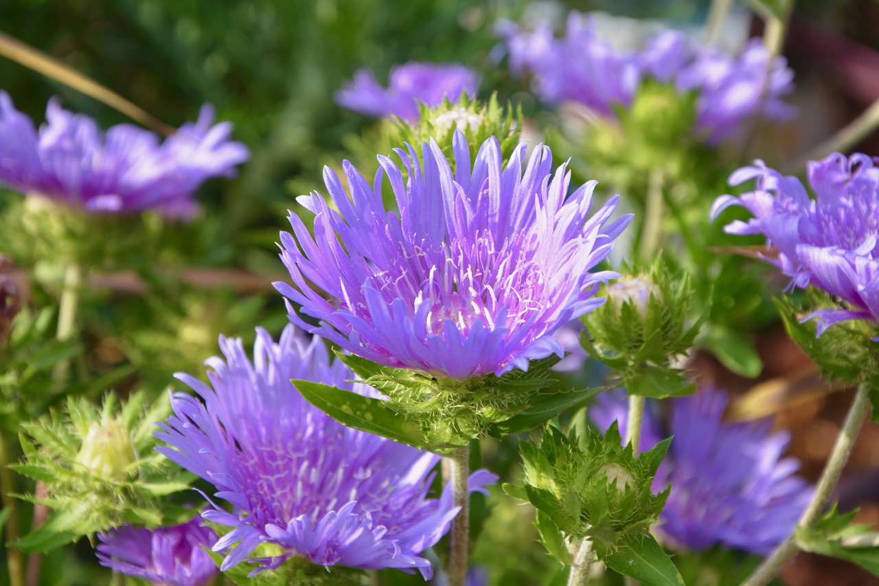 flowers mallows plants free photo