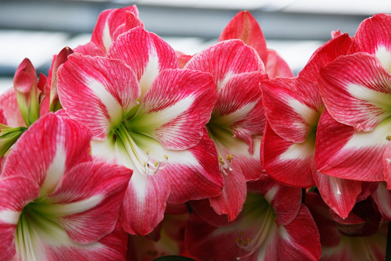 flowers keukenhof netherlands free photo