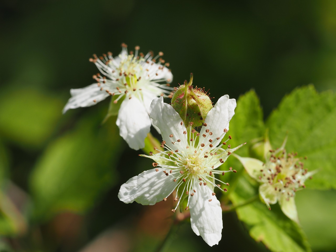 flowers meadow white free photo