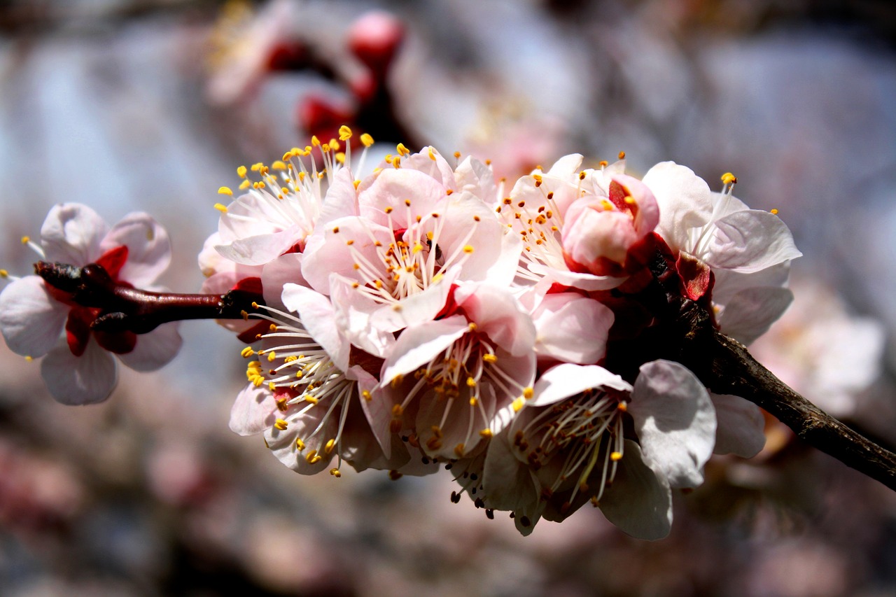 flowers apricot fruit tree free photo