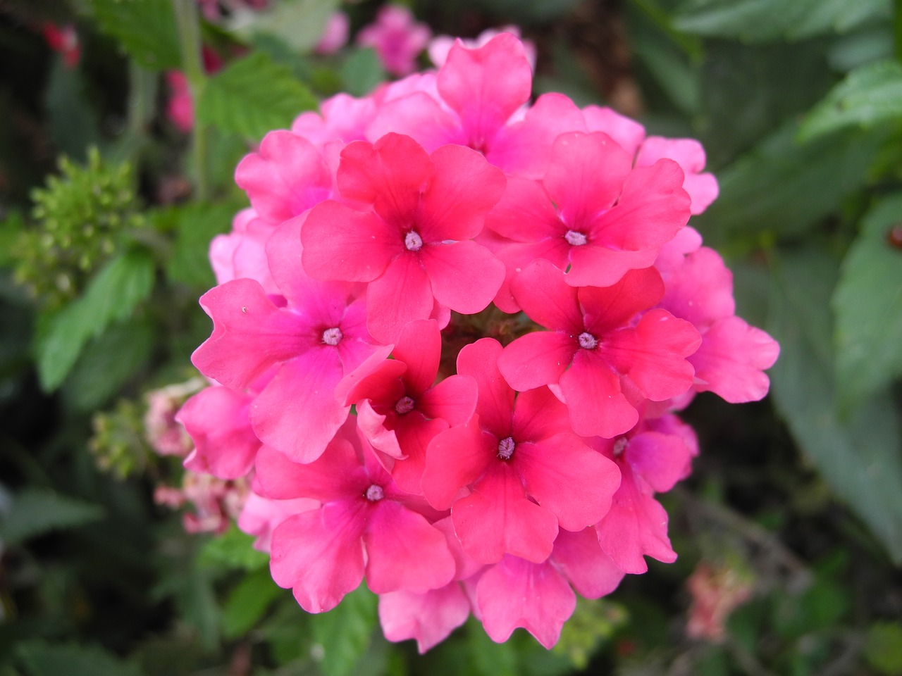 flowers rose petals macro free photo