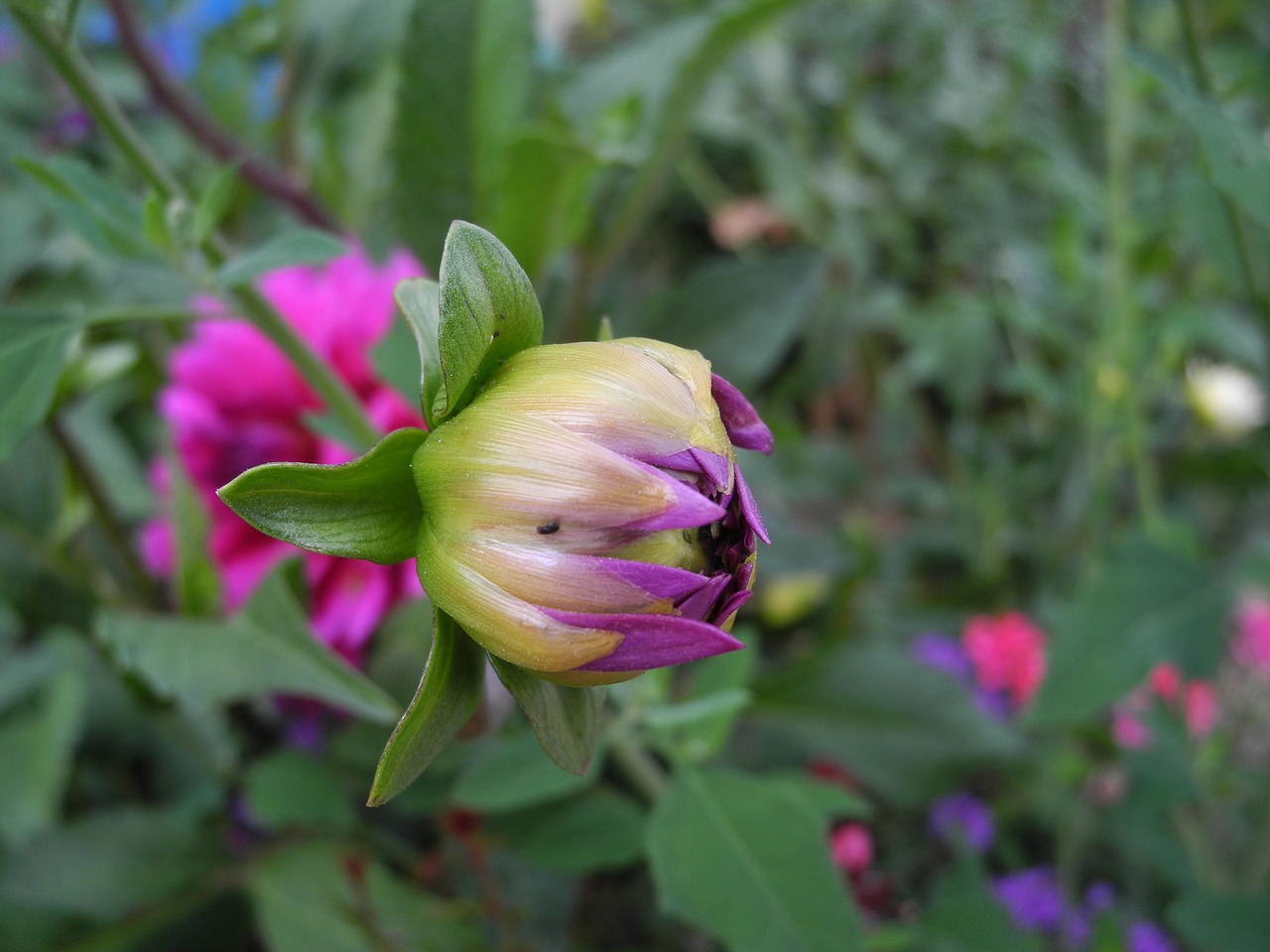 flowers bud flowering free photo