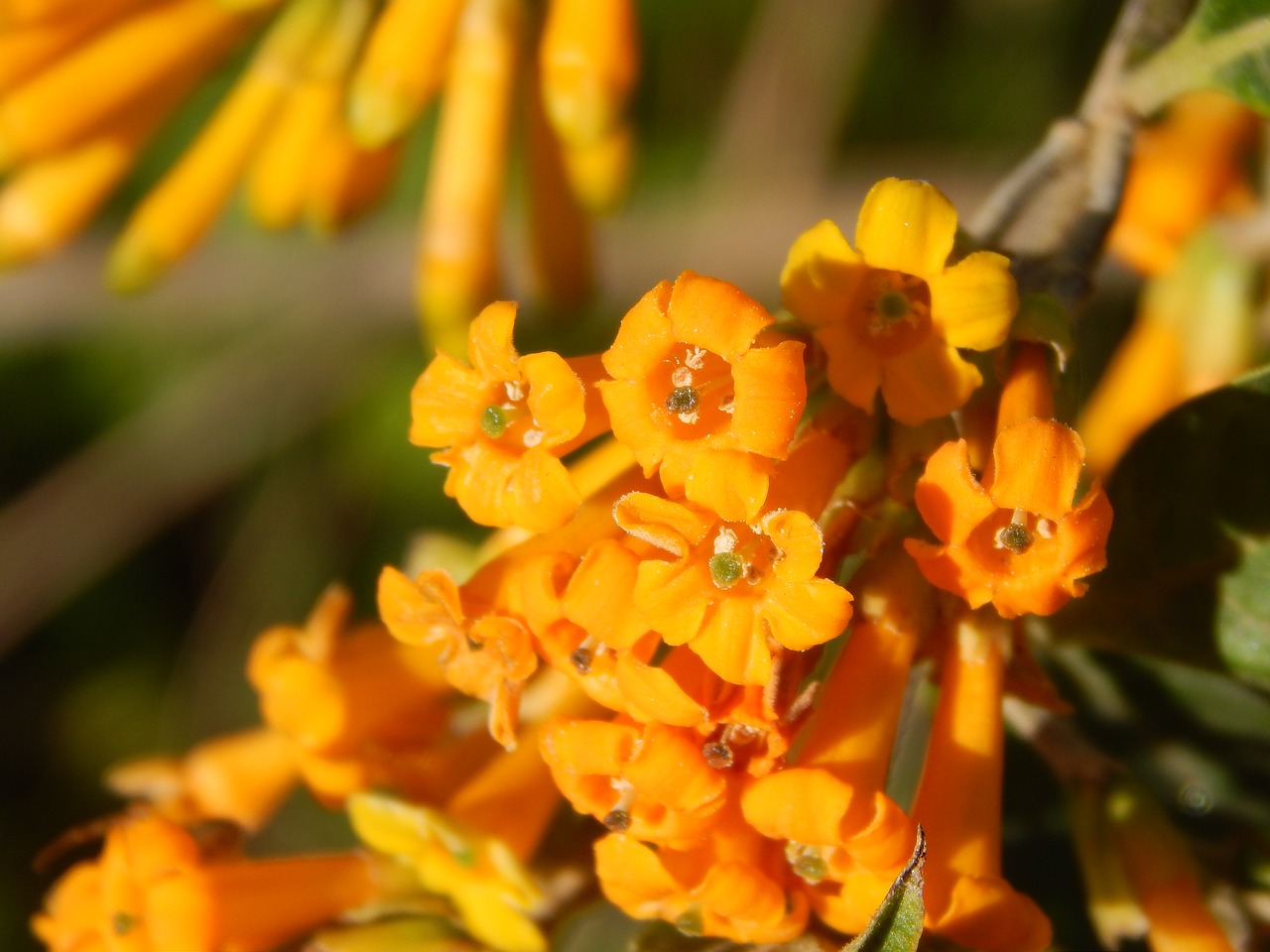 flowers oranges macro free photo