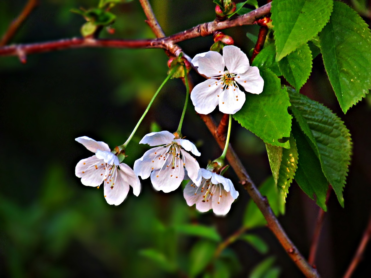 flowers tree spring free photo