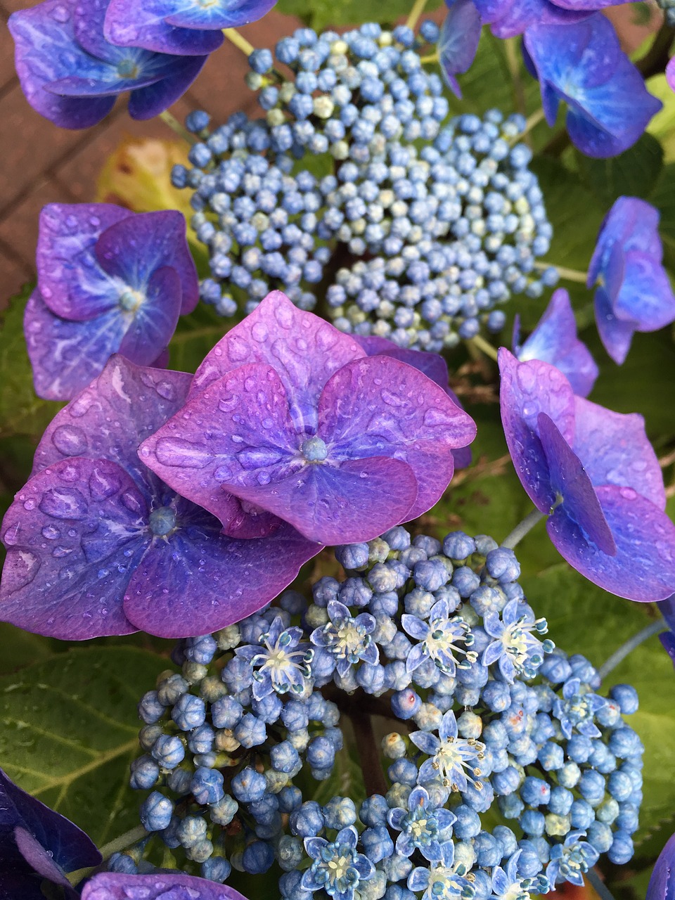 flowers purple bush free photo