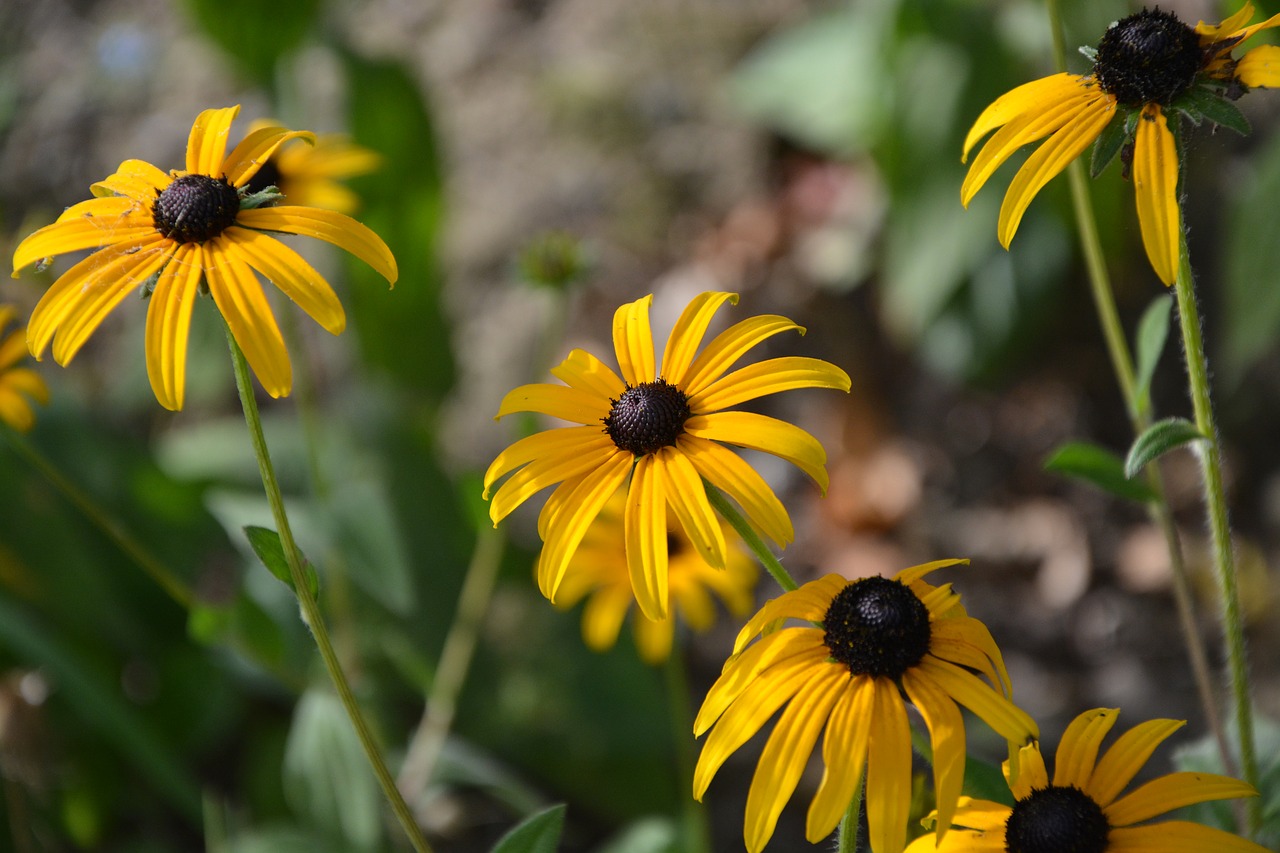 flowers yellow color free photo