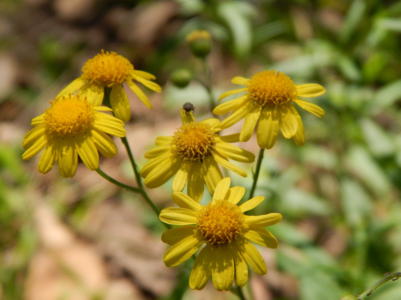 flowers yellow small free photo