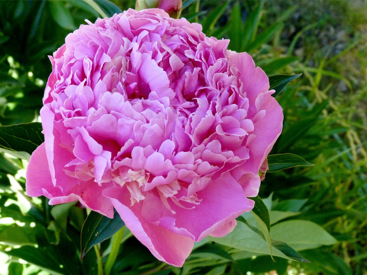 flowers peony rose garden free photo