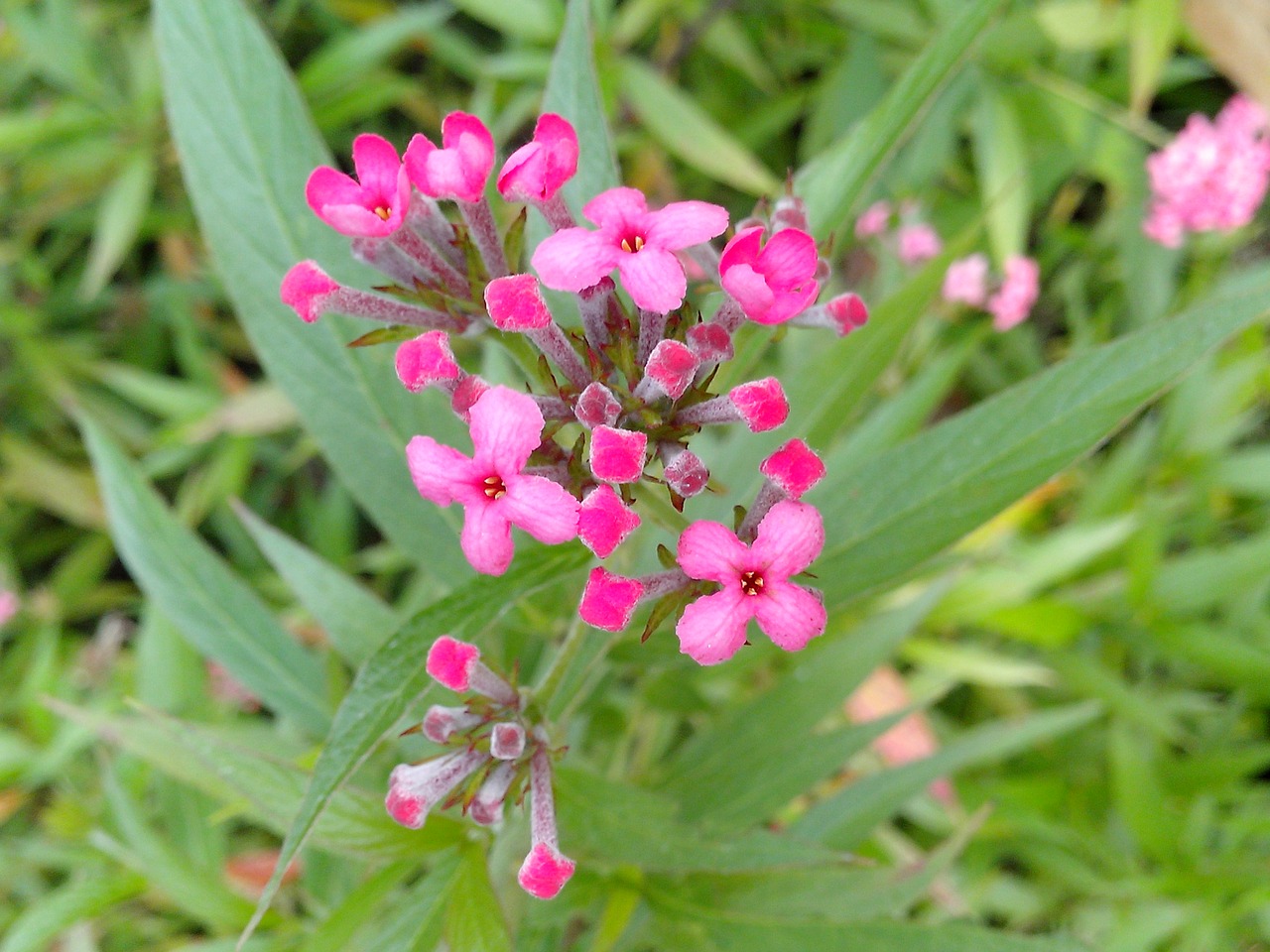 flowers pink with pink flower free photo