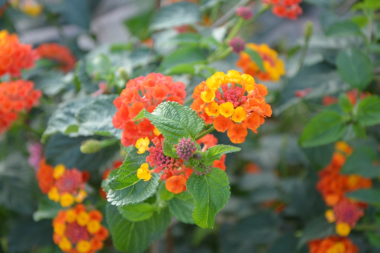 flowers orange yellow green leaves free photo