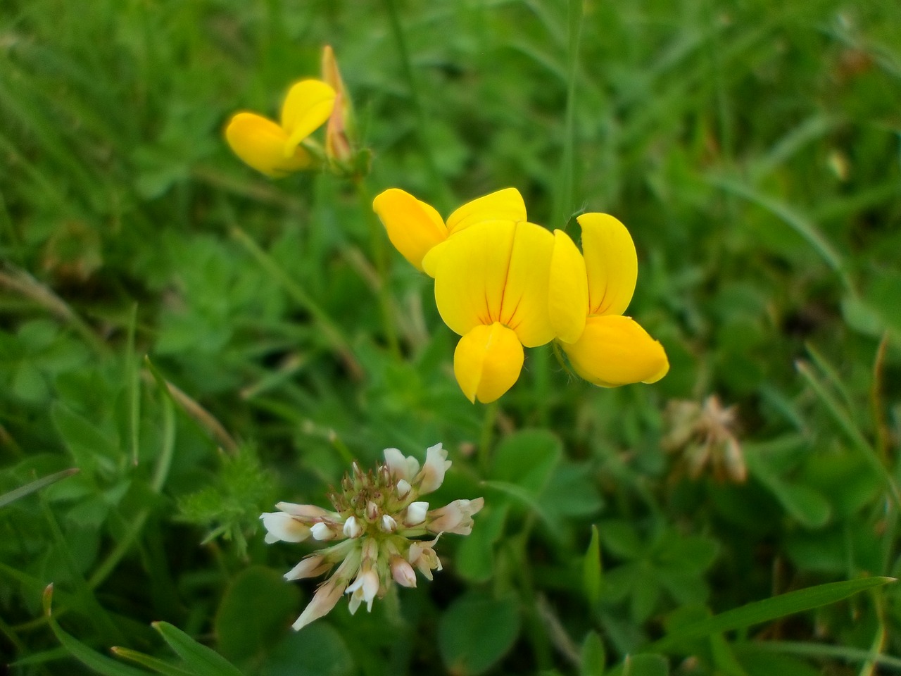 flowers nature summer flowers free photo