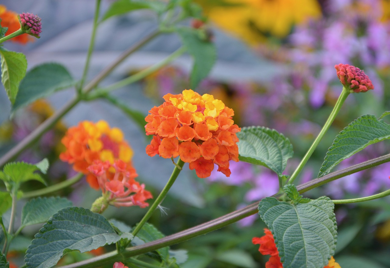 flowers massif parterre free photo