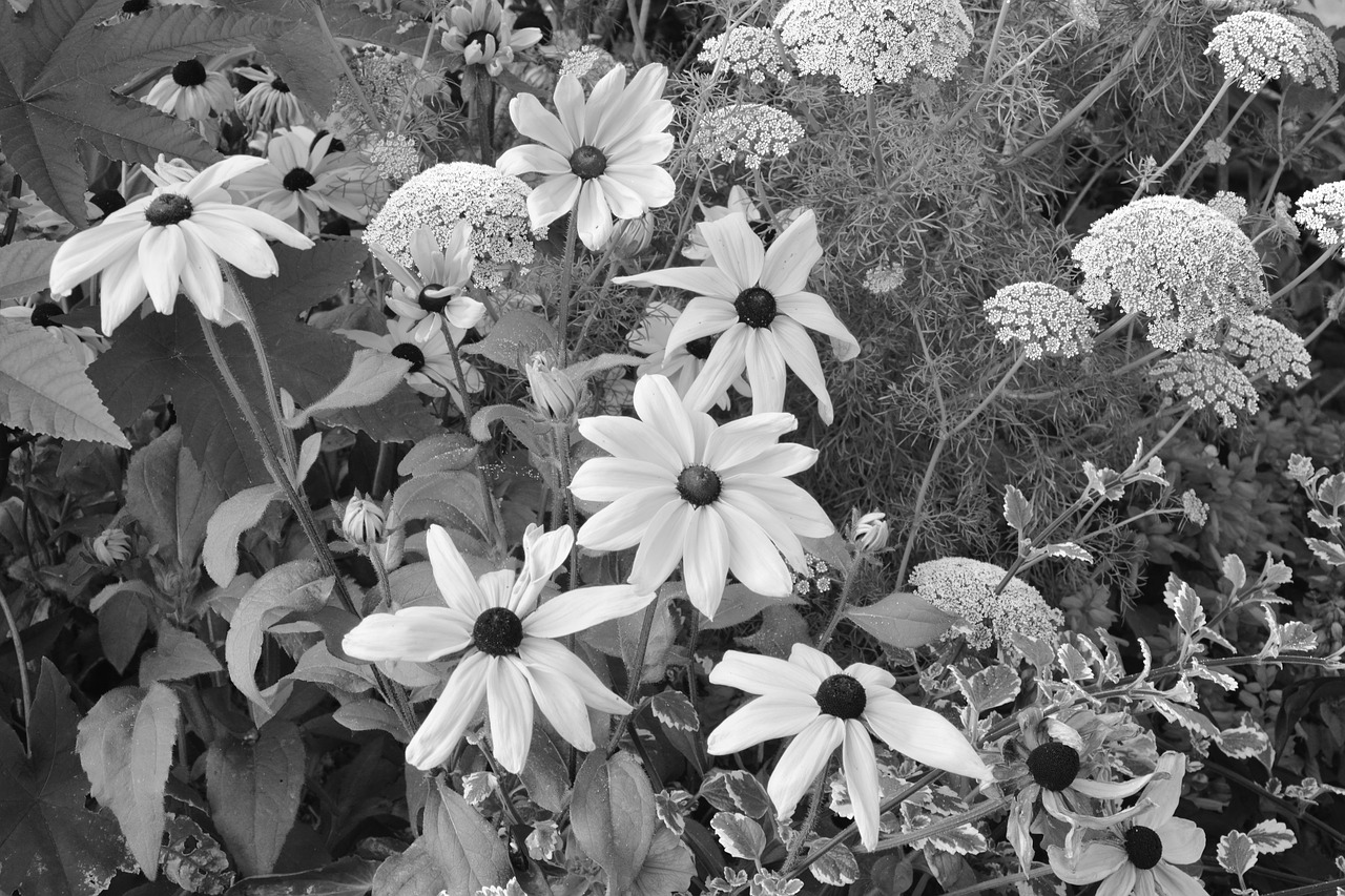 flowers massif parterre free photo