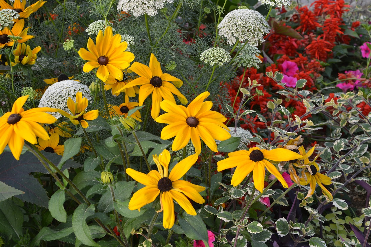 flowers massif parterre free photo