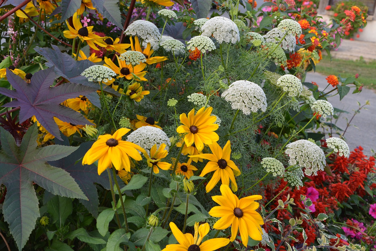 flowers massif parterre free photo