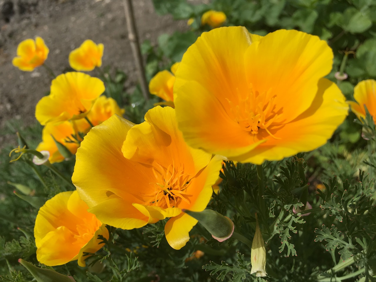 flowers yellow orange free photo