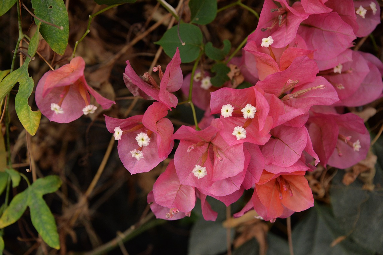 flowers pink little flower free photo