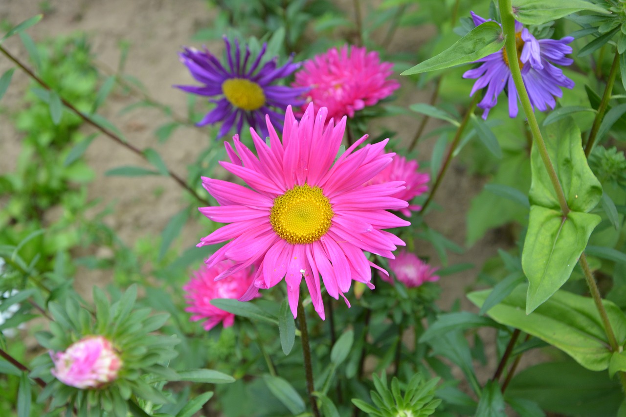 flowers daisies pink free photo