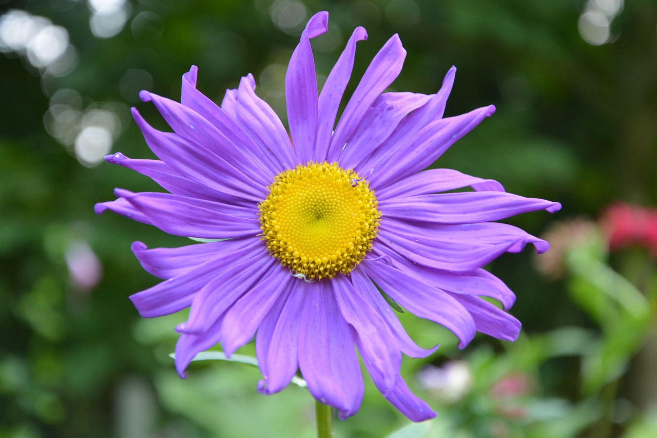 flowers marguerite purple nature free photo