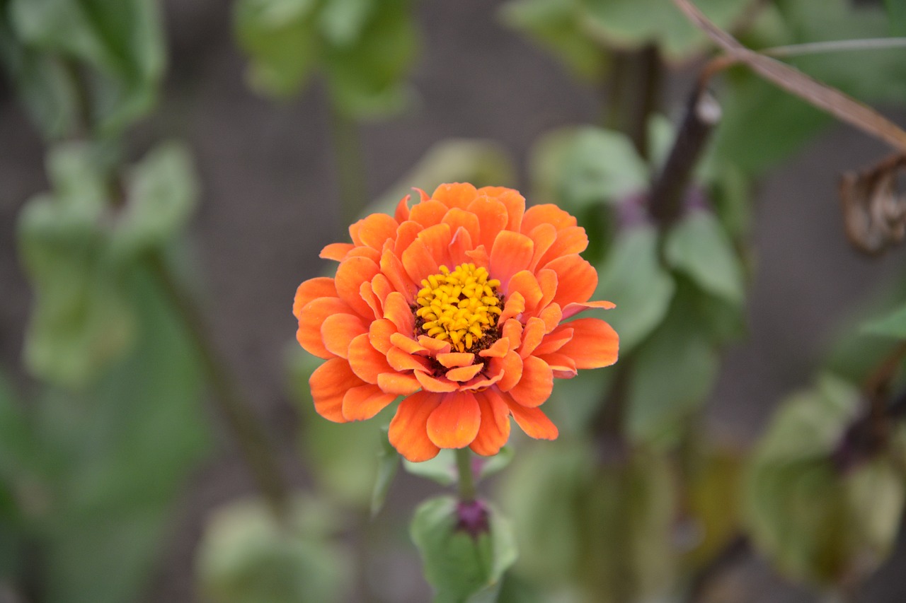 flowers garden massif free photo