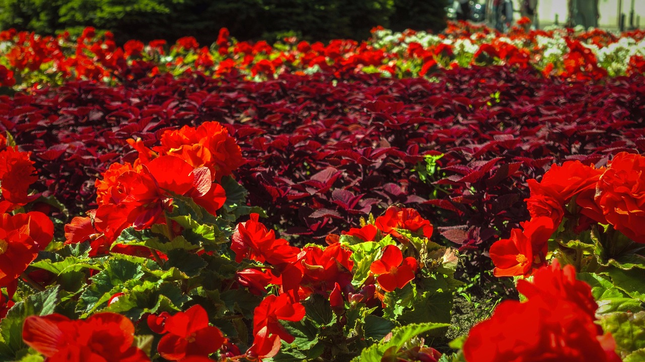 flowers beautiful flowers red flowers free photo