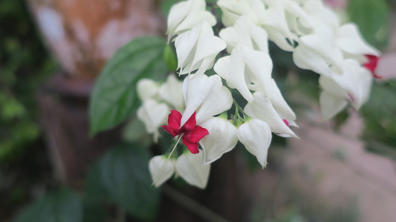 flowers nature white flowers free photo