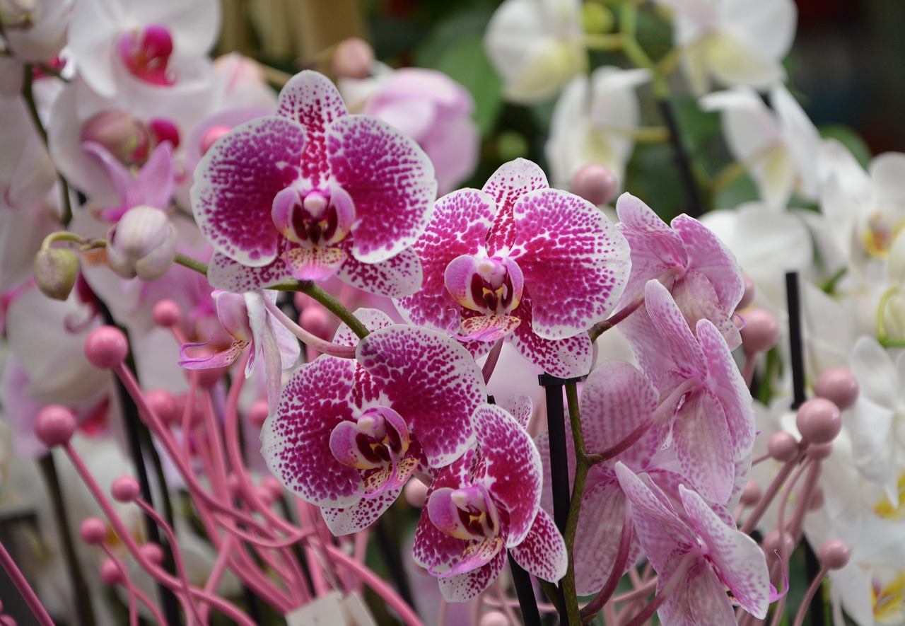 flowers orchid red white plants flower free photo