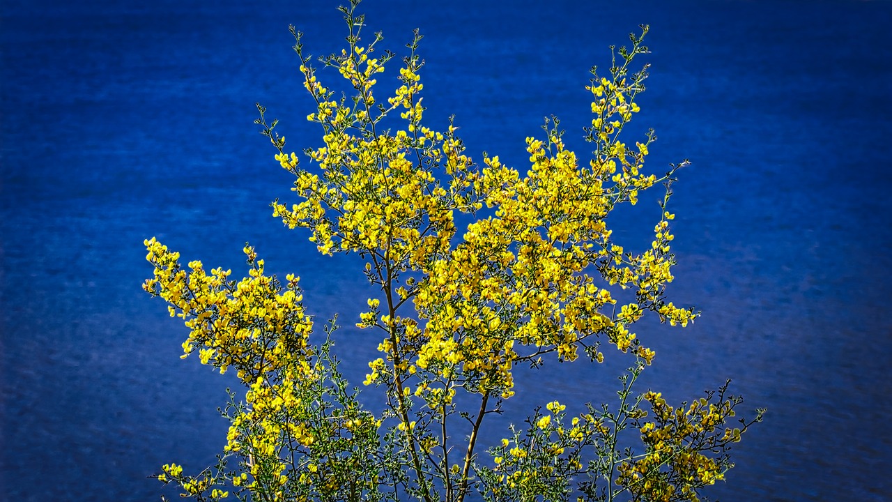 flowers blooming summer free photo