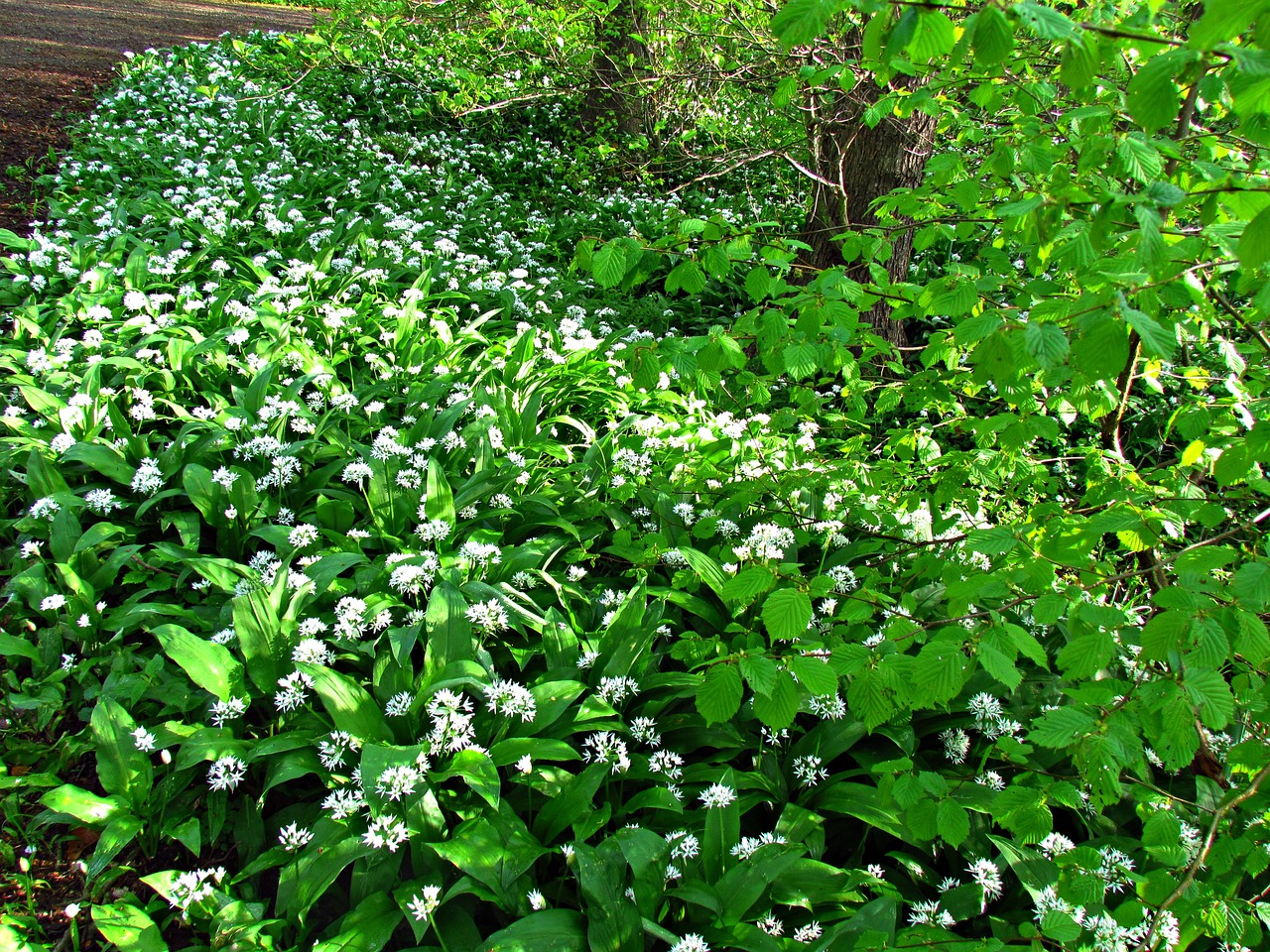 flowers forest summer free photo