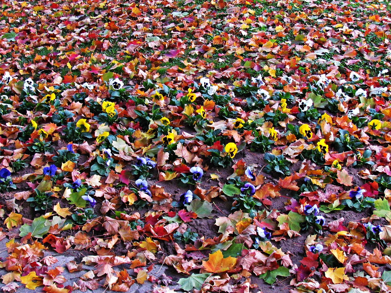 flowers foliage autumn free photo
