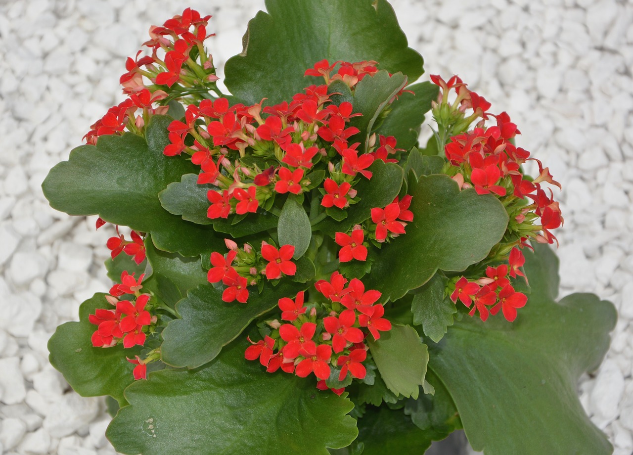 flowers red flowers kalanchoe green leaves free photo