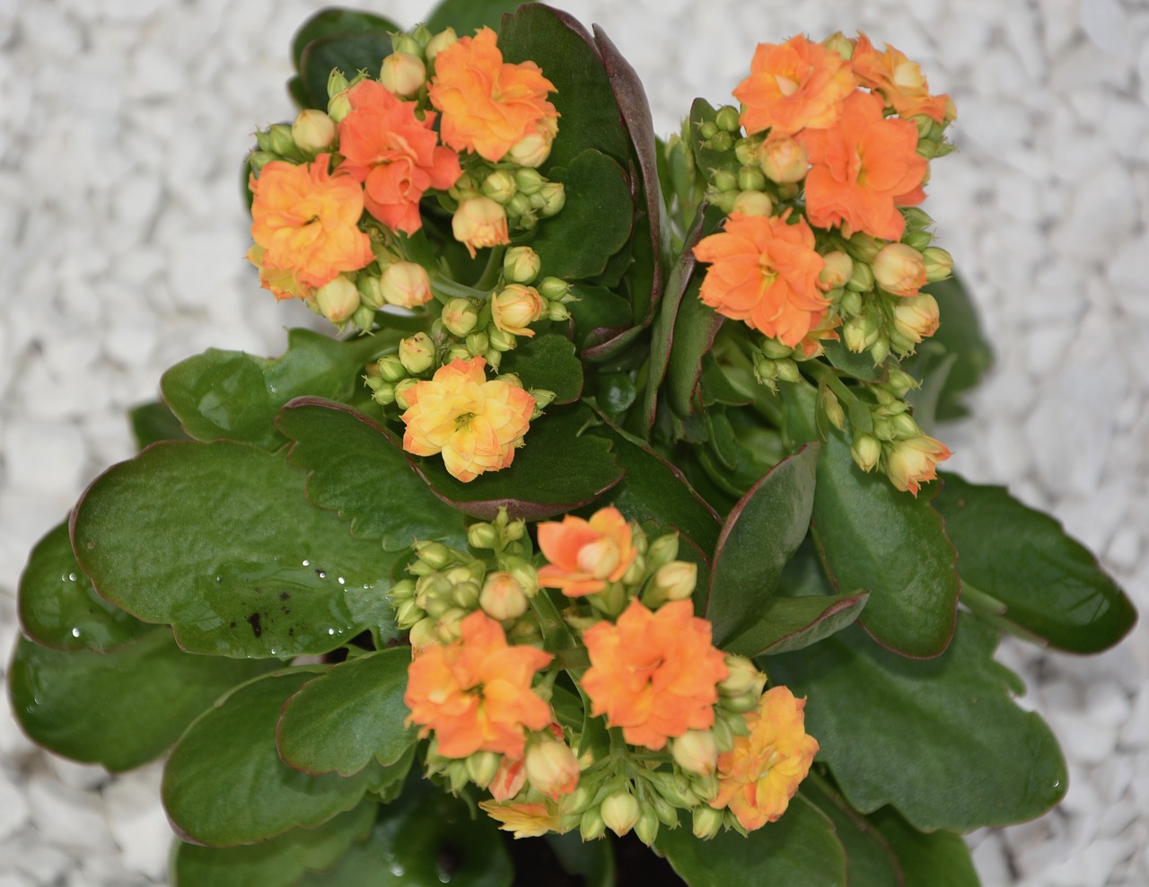 flowers plant kalanchoe orange free photo