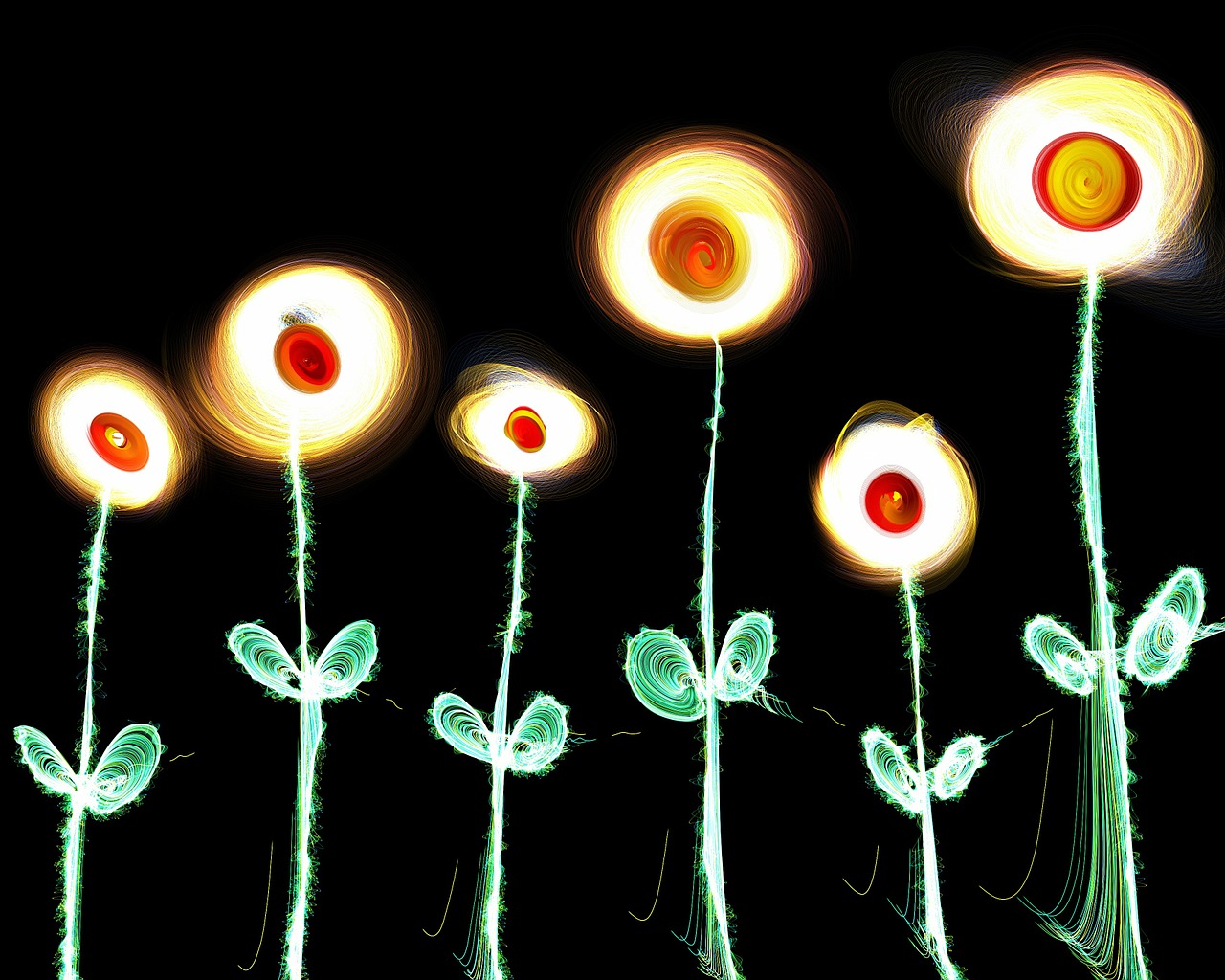 flowers glow plants free photo